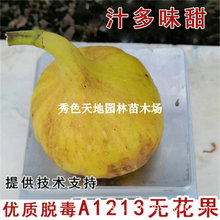 A1213�o���������ͺ�����25���Н⺮���������Ե��Թ��箔��Y��