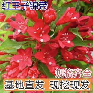 �t�����\���ͺ��ͺ��\������G����ľֲ�﹤����ľͥԺ�\��Ǥ����