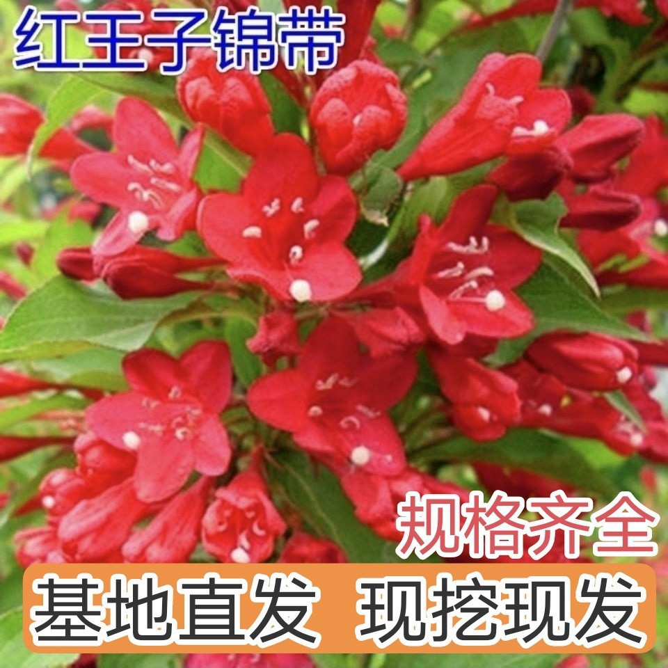红王子锦带耐寒耐旱锦带花苗绿化苗木植物工程苗木庭院锦带扦插苗