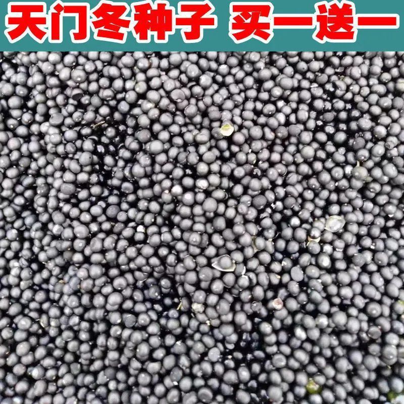 云南大天冬种子种苗天门冬种子天冬种子种籽天冬种籽高产包邮好货