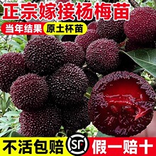 |÷ڼ޽Ӻ̿÷ϱNֲԮY