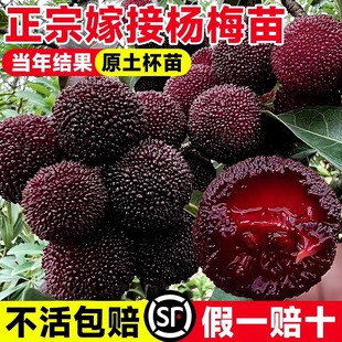 �|����÷��������ڼ޽Ӻ�̿��÷������ϱ����Nֲ����Ԯ���Y��