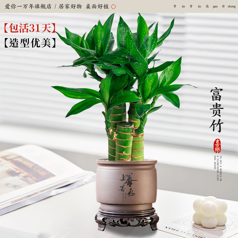 행운죽 3개 + 물통같은 최고의 베이스 + 원형 베이스 (포장석 + 영양액 포함)