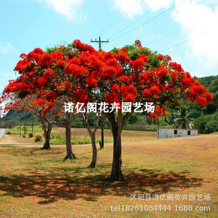 �P��ľ�����P�˘��{��麘���t���С����ͥԺ�G���L����������