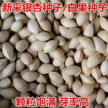 ²yӷN ʳ ׹ yӘN y Gռ÷N