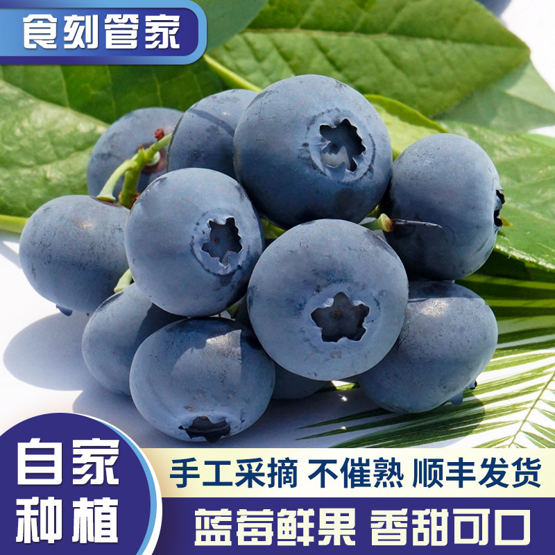 Yantai Blueberry fruit fresh Season fruit support wholesale On behalf of pregnant woman baby Complementary food Blueberry