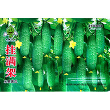 爬满地水果黄瓜种子节节瓜小旱黄瓜种籽四季菜籽春季蔬菜种孑大全