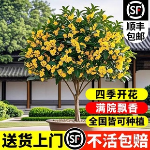 Osmanthus Saplings, August Osmanthus, Golden Osmanthus, Courtyard House, Extra Large Four-Season Osmanthus Greening Potted Plants, Four-Season Flower Plants