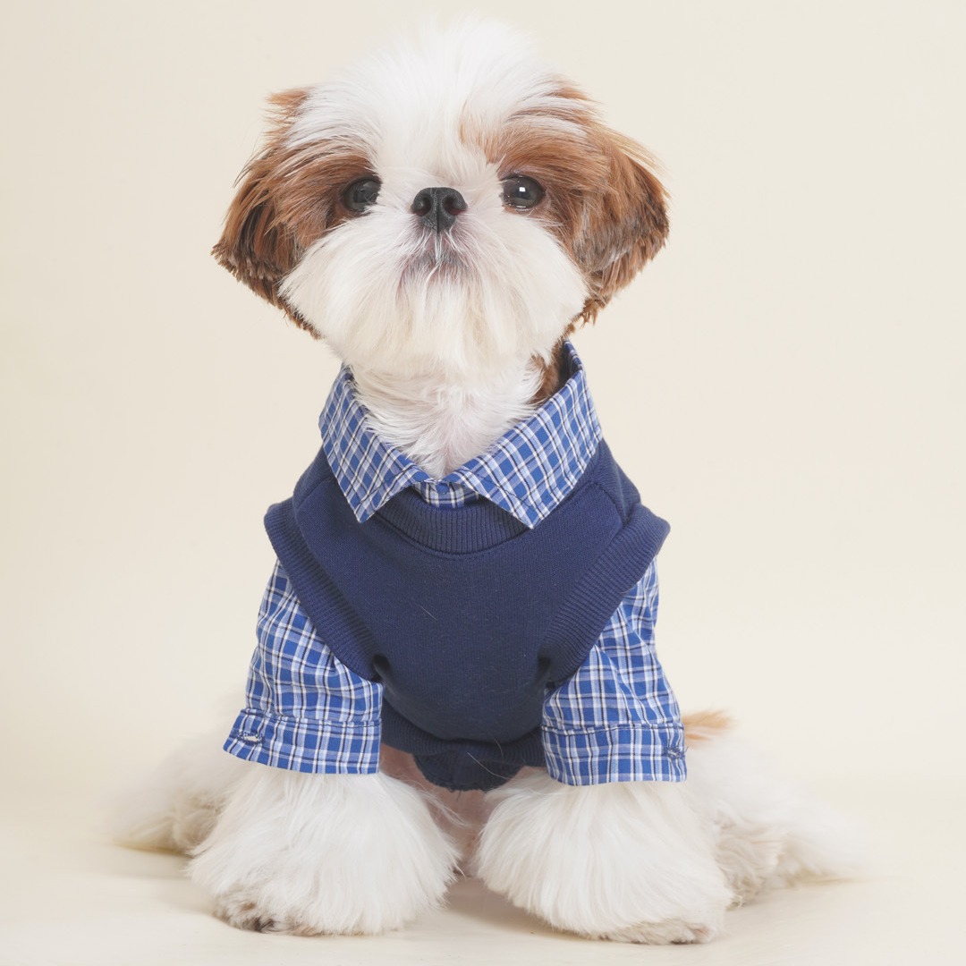 DDPET 개 옷 애완 동물 가을과 겨울 Fadou Schnauzer Bixie 곰 작은 개 고양이 MIU 바람 가짜 2 조각 스웨터