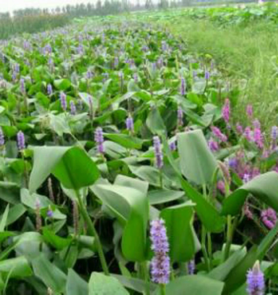 Barracuda все виды водных растений озеленение проекта Сяошань базы прямые оптовые