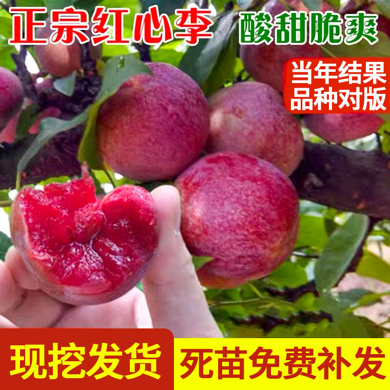 李子树苗三华李北方南方种植早熟三华李子果树苗阳台盆栽当年结果