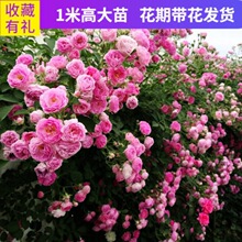 ���W���¼������Nޱ�����ٱ��¼�����Ԯֲ���ļ��_��������ͥԺ