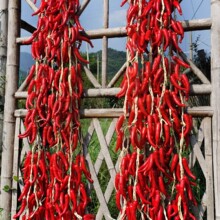 �߲˴����������������r�Ҙ��ͥԺ�b��r����ģ�͒��