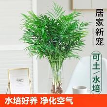 ����Ҭ��ˮ��ֲ�︻�F�����Կ͏d�҃���������B�������ļ��̨