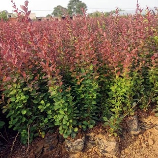 Nutrient Cup Seedlings of Purple-Leaved Berberis, Container Seedlings of Purple-Leaved Berberis, Clumped Purple-Leaved Berberis Hedge Seedlings, Red-Leaved Berberis