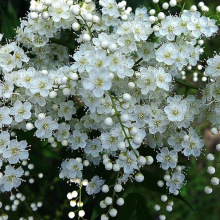 l÷ԵԇѩͥԺeGľ^pֲ