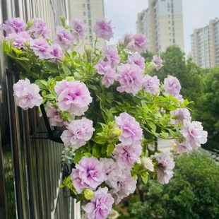 �ذ갫��ţ���N�����̨������������ֲ���ļ����N�_���҃����׻�