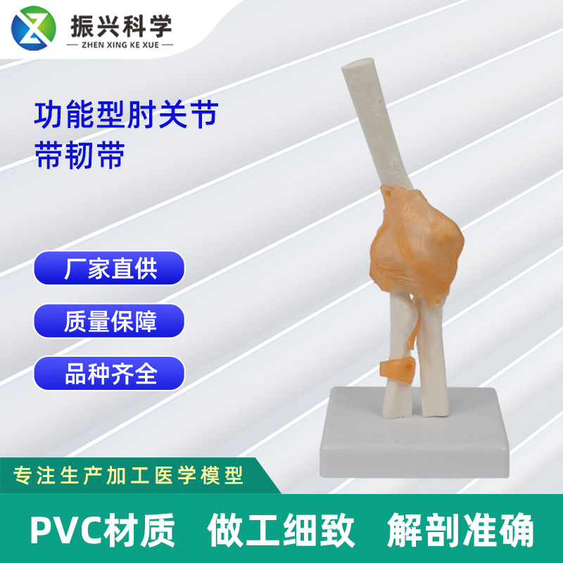 機能関節コレクション人間の関節モデル教育機器教育デモンストレーション用品関節骨格卸売