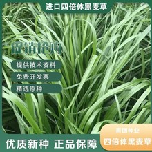 羳؛ݷNıwݷNѶ70ݷNͺuZ