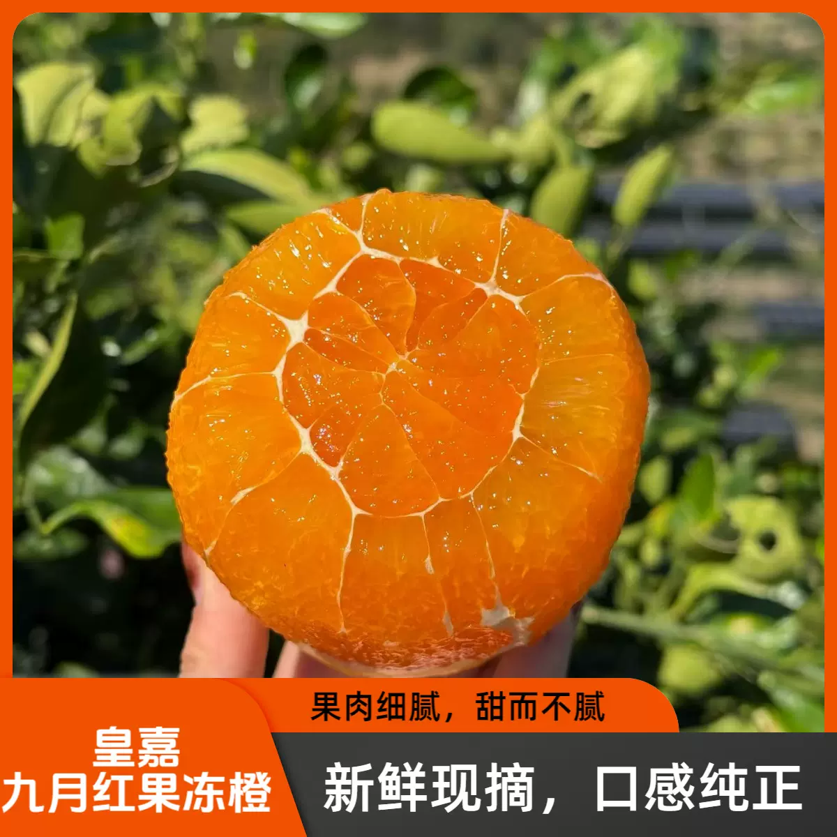 九月红果冻橙子湖北宜昌秭归脐橙电商源头代发现摘新鲜水果橙子