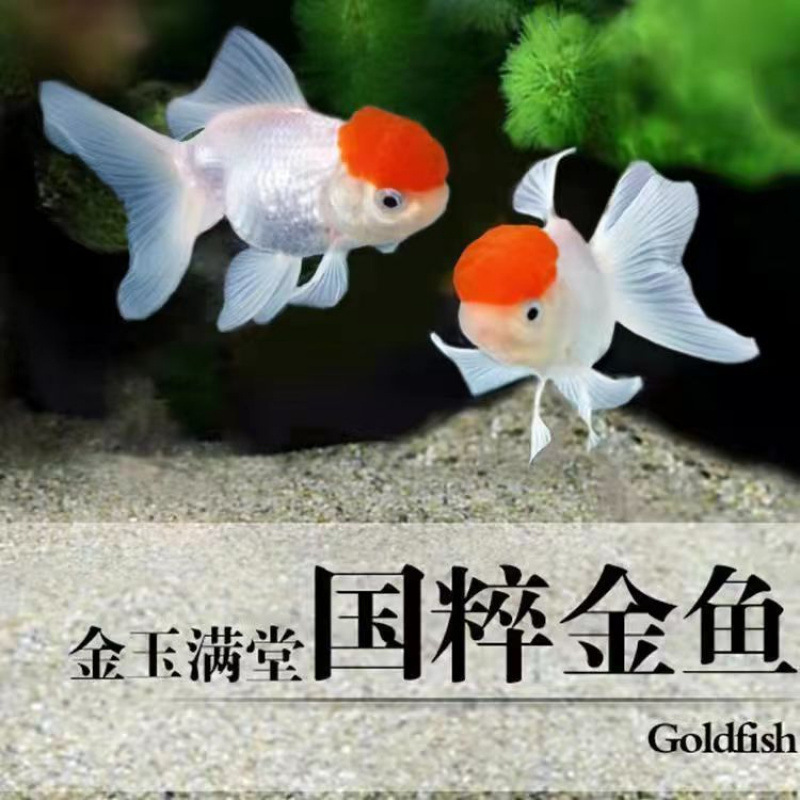 小さな金魚、活魚、観賞魚、冷水、淡水、赤魚、鯉、飼いやすい、耐久性、幸運の頭、国宝金魚|undefined