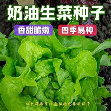 奶油生菜种籽 四季播种 秋冬季农家田园阳台种菜沙拉专用蔬菜种子