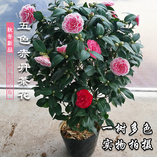 商品图