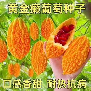 ه���ѷN���ў|�Ͽ�Ͻ����С�]���߲�ˮ���N���Ϸ��Nֲ�ļ�����