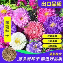 ļշN̨҃׻ҰM׷NѷNֲ