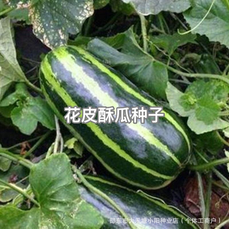 Flower-Skinned Melon Seeds, Melon Seeds, Melon Seeds, Early-Maturing Non-Bitter Melon Seeds, All-Season Courtyard Sun