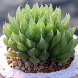 Triangular Glazed Palace Crystal Palm Grass Jade Dew Succulent Plant Crystal Lotus Twelve Volume Genus Glazed Lotus Succulent
