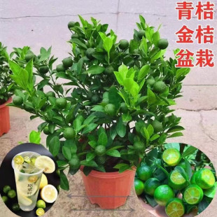 Guangdong Four-Season Perfume Lemon Saplings, Seedless Green Lemon Grafted Seedlings, Hainan Small Kumquat Seedlings, Cross-Border Exclusive Supply