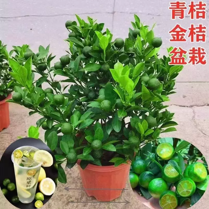 广东四季香水柠檬树苗无籽青柠檬嫁接苗海南小金桔苗广跨境专供