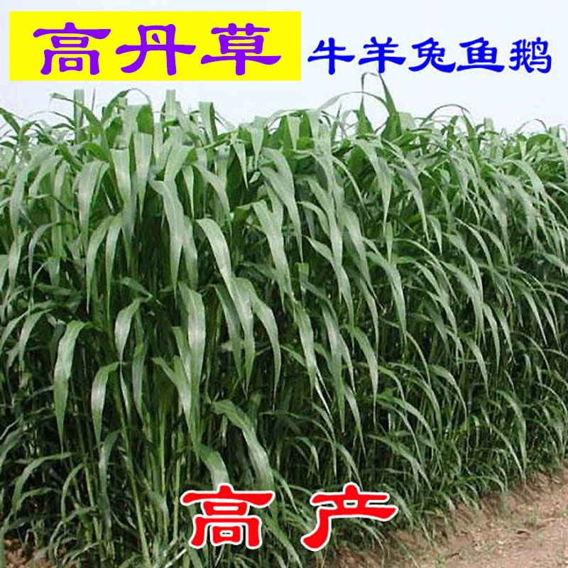 Импортная кормовая трава Гаодан трава Суданская трава Семена Four Seasons высокоурожайная курица утка гусь Крупный рогатый скот овца рыба животноводство корм