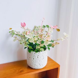 ���~�jʯ��ʰߔ����ٴ���ֲ���̨ͥԺ�҃���Gֲ�������ԏS���l