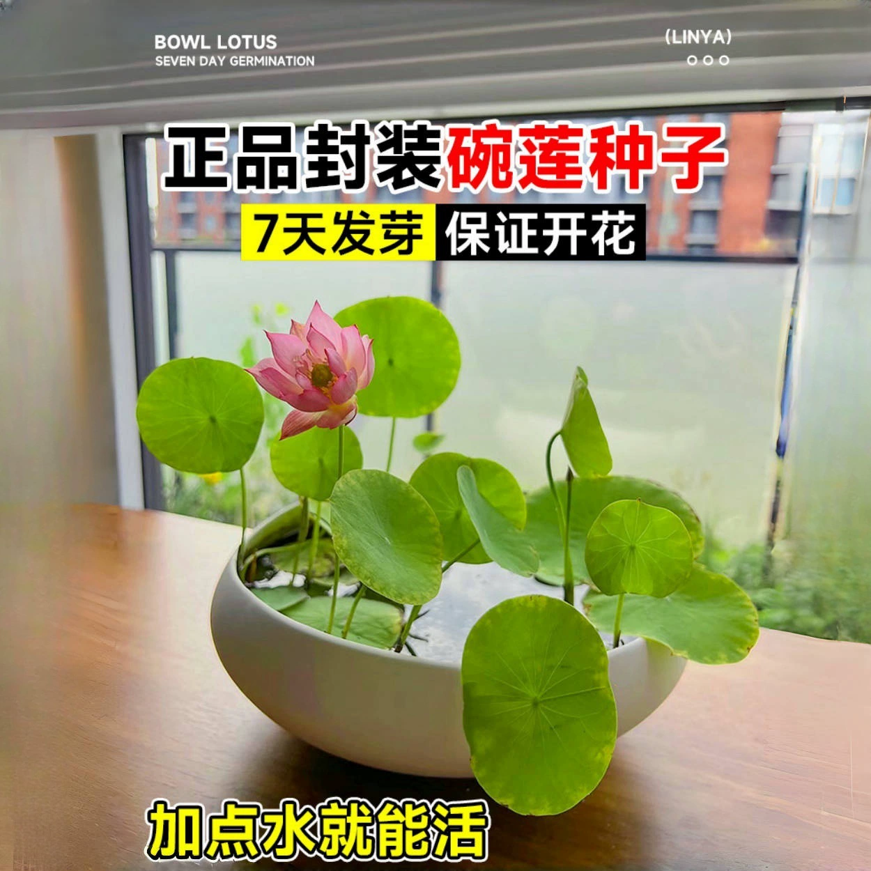 Лотос гидропонное растение комнатные цветы хорошо разводят цветы четыре сезона