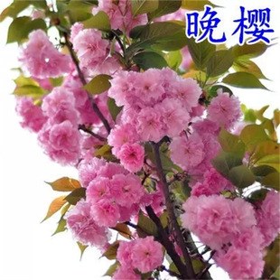 Japanese Cherry Blossom Saplings, Courtyard Large Small Seedlings, Potted Plants, Ground Planting, All Year Round, North and South Planting, Landscape Trees, Greening Saplings