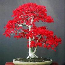 【跨境供货】红枫种子四季易种绿植盆景室内外盆栽庭院观叶植物花