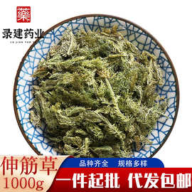 中药材大全伸筋草1000克 当季新货伸筋草 一件代发中药材伸筋草