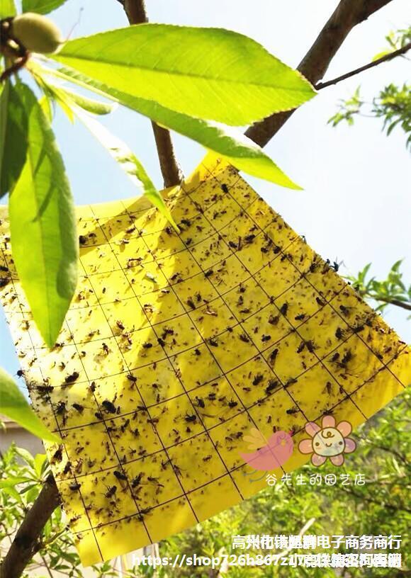 粘虫黄板大棚诱虫板蓝板小飞虫蓟马实蝇粘胶板黄色双面粘虫板