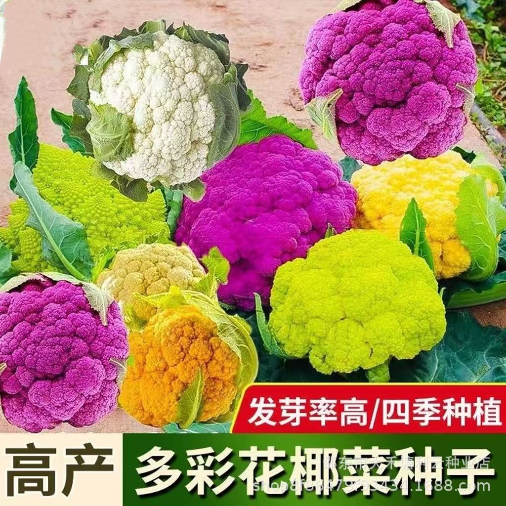 多彩花椰菜种子紫色花菜种子宝塔菜新鲜有机花菜种籽蔬菜种子大全
