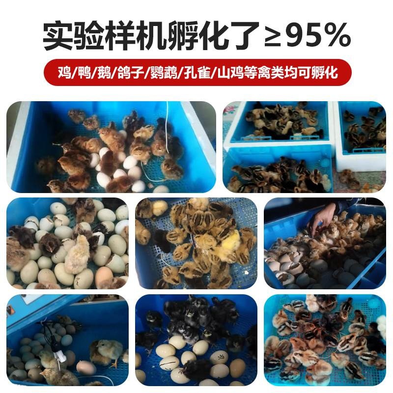 暖立方小鸡孵化器全自动小型孵化机孵蛋器孵化箱鸡鸭鹅家用型