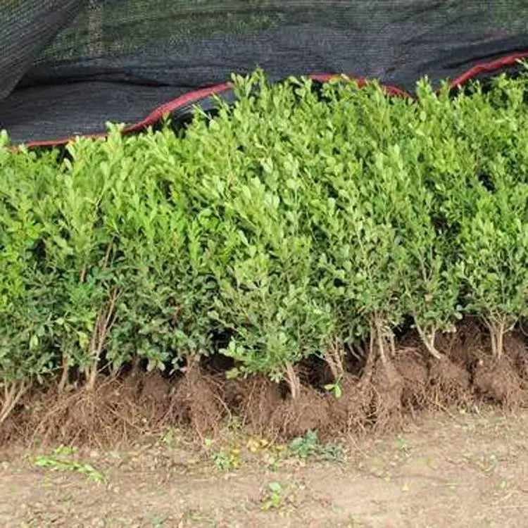 Питомник, чтобы обеспечить Тополь miaxiaoshan базы прямых продаж сортов дыни различных спецификаций