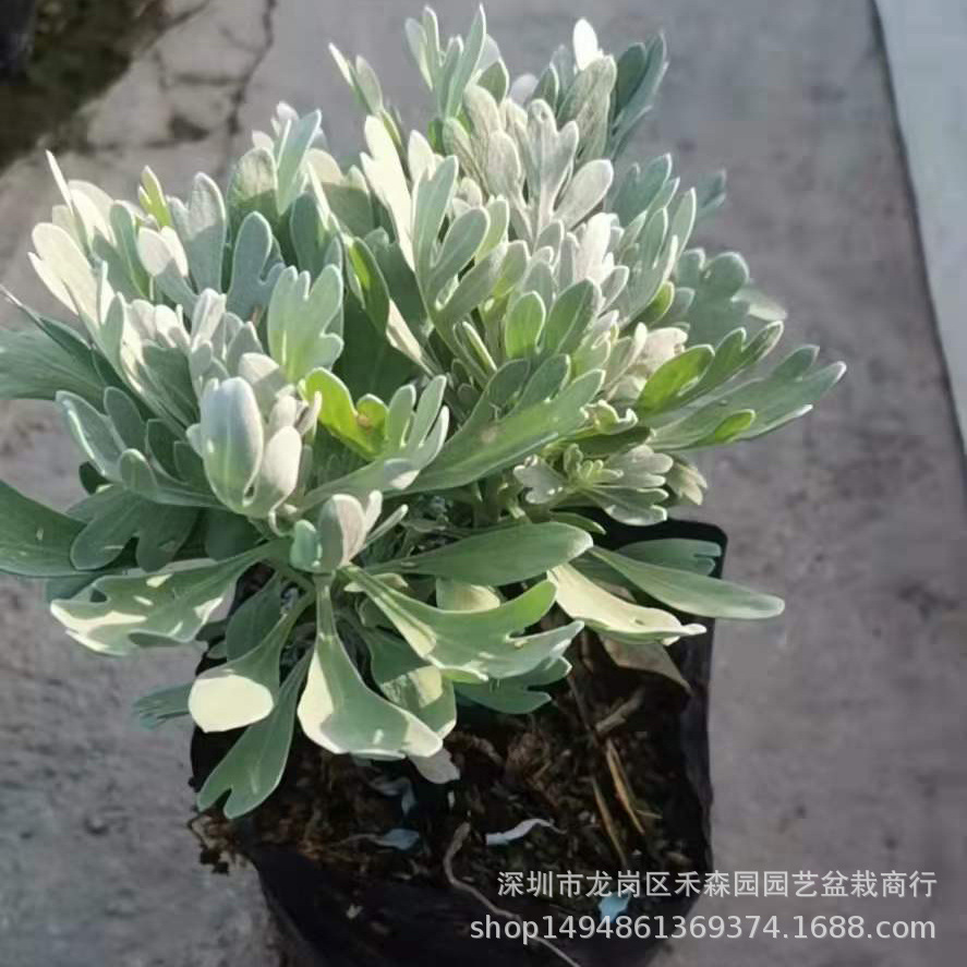 芙蓉菊香菊玉芙蓉白艾中草药室外阳台庭院耐寒耐热绿化四季多年生