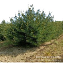 白皮松基地直发1米-5米白皮松四季常绿公园景观树树形美观耐寒耐