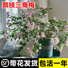 һ�����l����÷���Ԏ������l؛�G���h֦��������÷���Ϙ����ٻ���