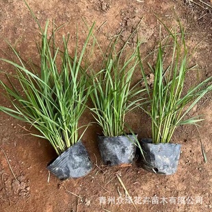 Golden Red Feather Pennisetum Multi-Bud Open-Air Nutrition Cup Plant Construction Site Community Greening Ground Cover Ornamental Grass