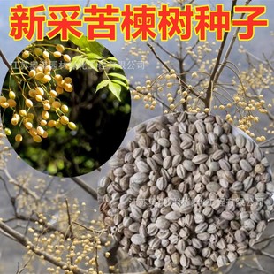 ɢ�b��鬘�N�ӿ�鬷N��鬘��ϻ���N��鬗��N�ӿ���ӷN��