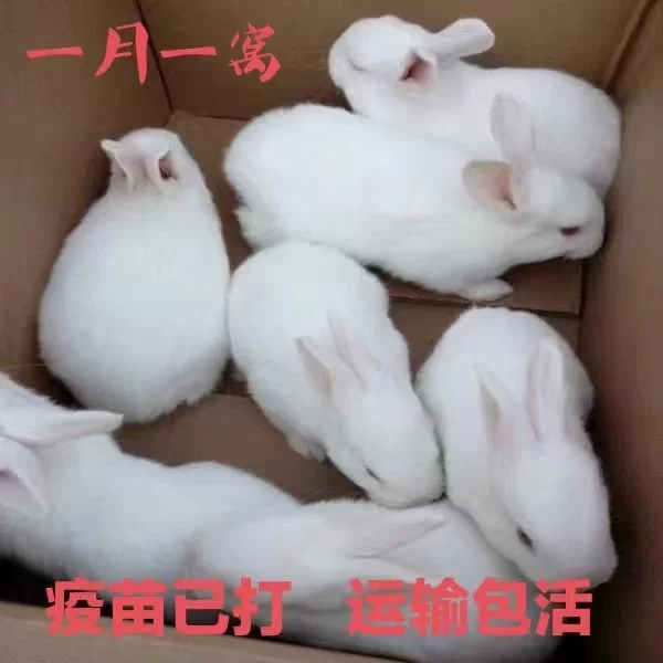 Кролик для принцессы, сумка, белый кролик, питомец