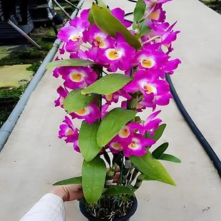 ��t ���w ��ʯ������ ���� �_����������ʯ�� ���m����